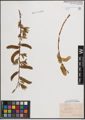 Foto von Salix daphnoides Vill.